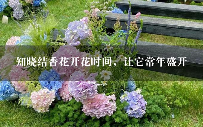 知晓结香花开花时间，让它常年盛开