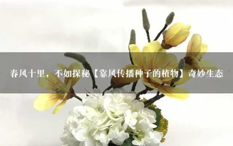 春风十里，不如探秘【靠风传播种子的植物】奇妙生态