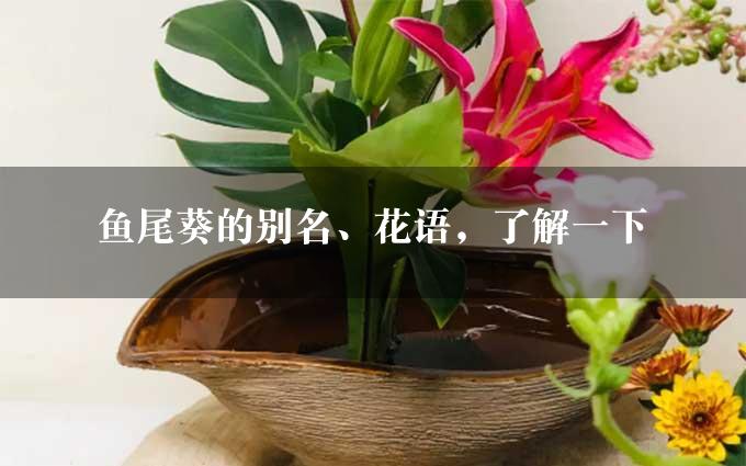 鱼尾葵的别名、花语，了解一下