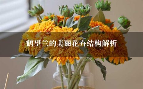 鹤望兰的美丽花卉结构解析