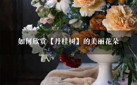 如何欣赏【丹桂树】的美丽花朵