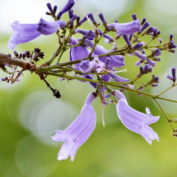 蓝花楹的花语，敲响感情的柔和音符