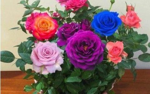 18朵玫瑰的花语，献给最爱的TA