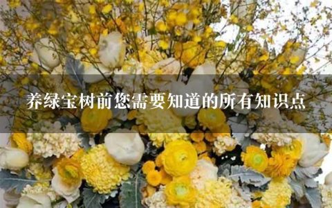 养绿宝树前您需要知道的所有知识点