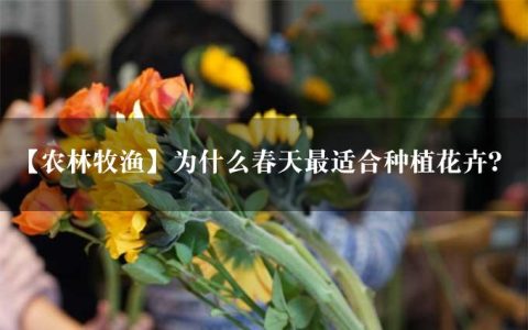 【农林牧渔】为什么春天最适合种植花卉？