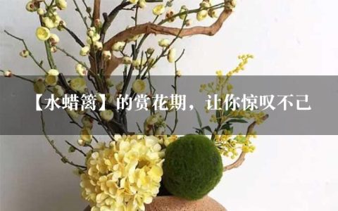 【水蜡篱】的赏花期，让你惊叹不已