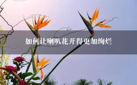 如何让喇叭花开得更加绚烂