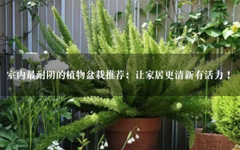 室内最耐阴的植物盆栽推荐：让家居更清新有活力！