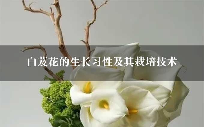 白芨花的生长习性及其栽培技术