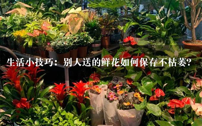 生活小技巧：别人送的鲜花如何保存不枯萎？