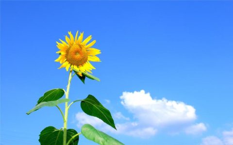 向日葵花语全解析：这种阳光花朵意味着什么？