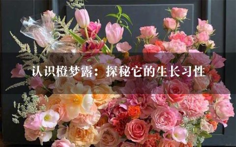 认识橙梦露：探秘它的生长习性