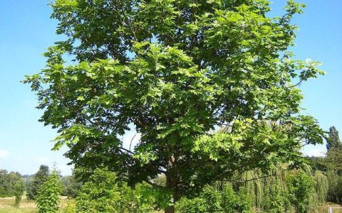 了解白蜡树的盆栽方法及其园林设计应用