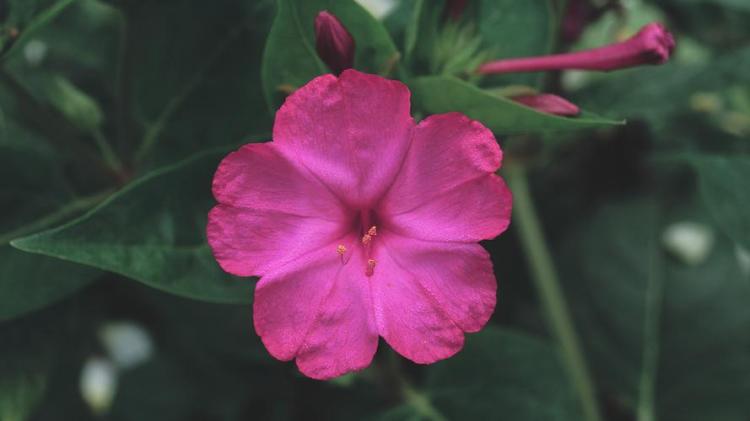 【速生竹柳】如此迷人的花园植物，让你爱不释手