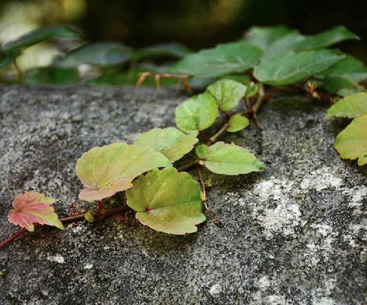 【五叶地锦】是种花植物还是草本植物？