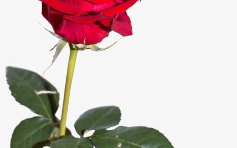 花香满溢，真爱无限：玫瑰花33朵的浪漫含义