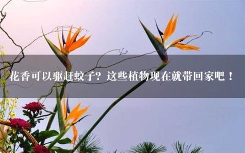 花香可以驱赶蚊子？这些植物现在就带回家吧！