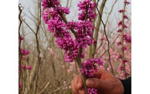 紫金花和紫荆花的花语和象征意义有何不同？