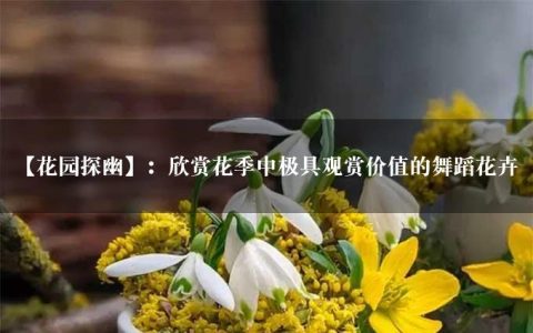 【花园探幽】：欣赏花季中极具观赏价值的舞蹈花卉