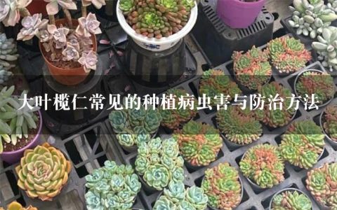 大叶榄仁常见的种植病虫害与防治方法