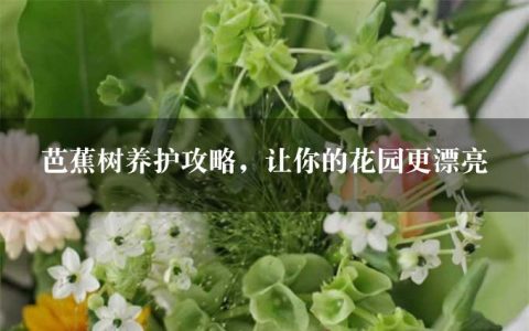 芭蕉树养护攻略，让你的花园更漂亮