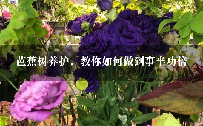 芭蕉树养护，教你如何做到事半功倍