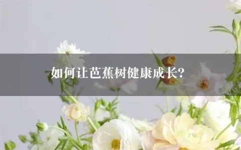 如何让芭蕉树健康成长？