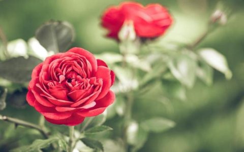 恋爱中的必修课！红玫瑰花11朵代表情人之间的约定！