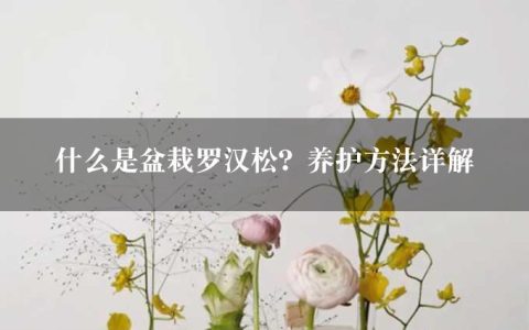 什么是盆栽罗汉松？养护方法详解