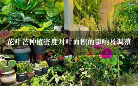 花叶芒种植密度对叶面积的影响及调整