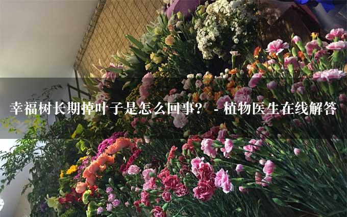 幸福树长期掉叶子是怎么回事？ - 植物医生在线解答