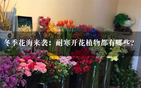 冬季花海来袭：耐寒开花植物都有哪些？