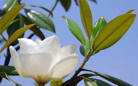 玉雕玉兰花，一朵从古到今都备受推崇的文化花卉。