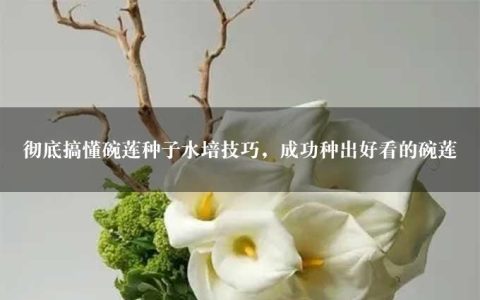 彻底搞懂碗莲种子水培技巧，成功种出好看的碗莲