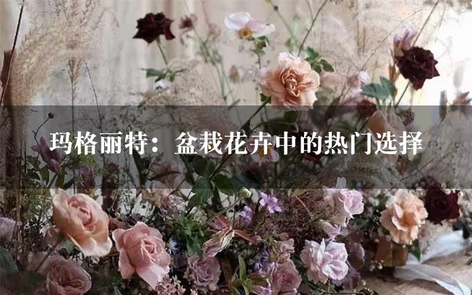 玛格丽特：盆栽花卉中的热门选择