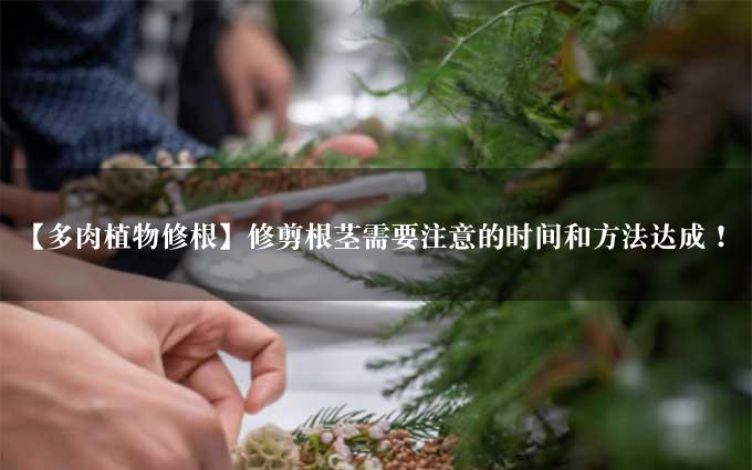 【多肉植物修根】修剪根茎需要注意的时间和方法达成！