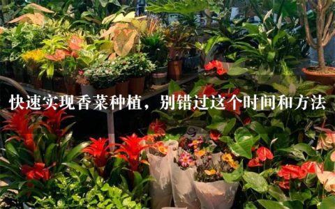 快速实现香菜种植，别错过这个时间和方法