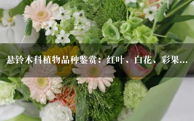 悬铃木科植物品种鉴赏：红叶、白花、彩果...