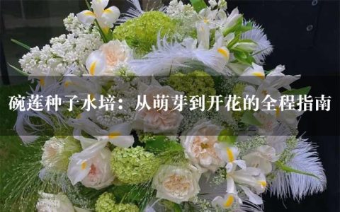 碗莲种子水培：从萌芽到开花的全程指南