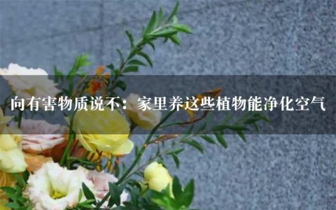 向有害物质说不：家里养这些植物能净化空气