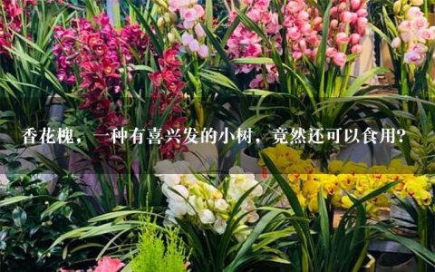 香花槐，一种有喜兴发的小树，竟然还可以食用？