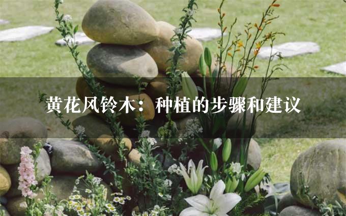 黄花风铃木：种植的步骤和建议