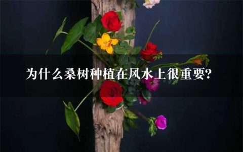 为什么桑树种植在风水上很重要？