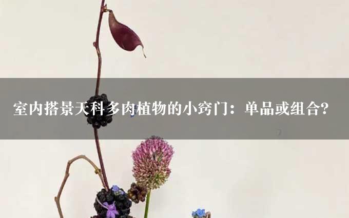 室内搭景天科多肉植物的小窍门：单品或组合？