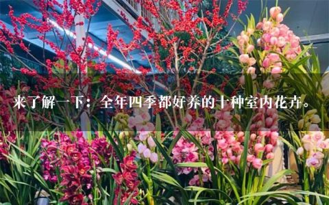 来了解一下：全年四季都好养的十种室内花卉。