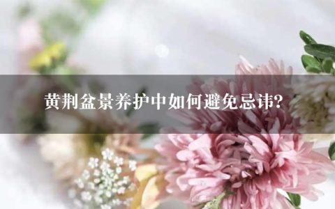 黄荆盆景养护中如何避免忌讳？