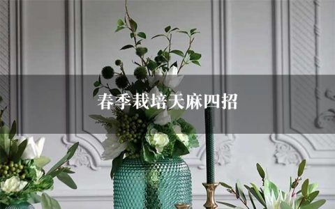 春季栽培天麻四招