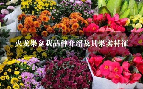 火龙果盆栽品种介绍及其果实特征