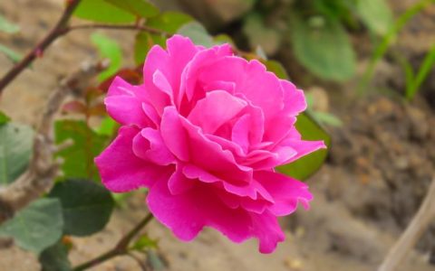 探秘月季、蔷薇、玫瑰的栽培技巧与病虫防治