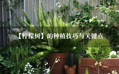 【柠檬树】的种植技巧与关键点